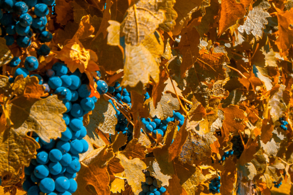 MENDOZA; entre bodegas y cumbres