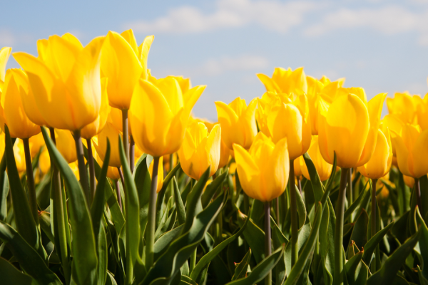 Magia de Los Tulipanes