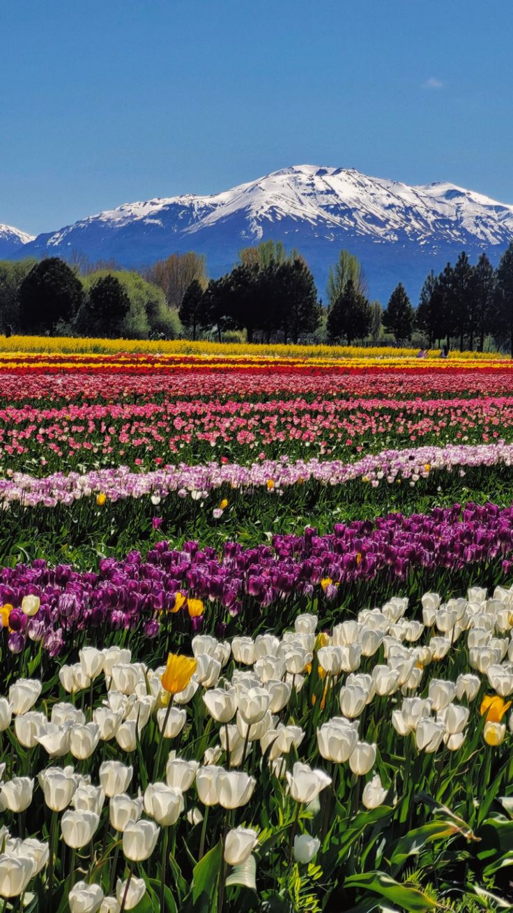 Magia de Los Tulipanes